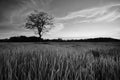 Black and white image of the lonely desolated trees,ÃÂ  with moody stormy sky in the background. Royalty Free Stock Photo